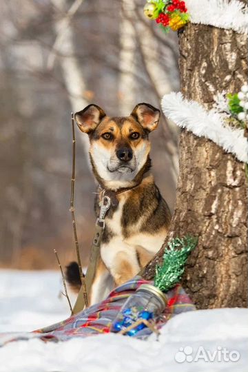 Классный пёс Валик