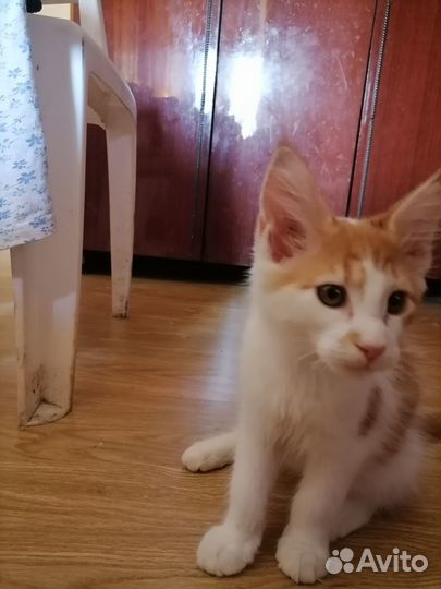 Котята мейн-кун