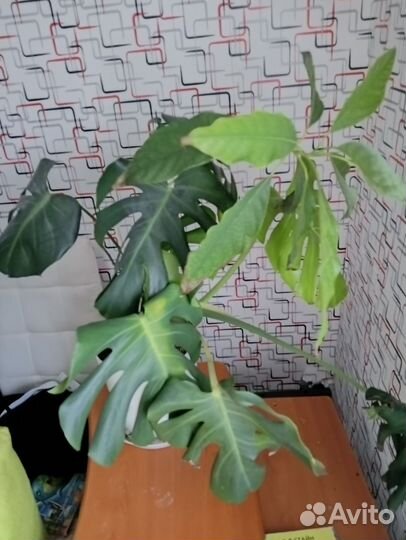 Комнатные цветы