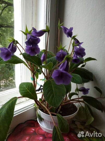 Тидея (глоксиния)