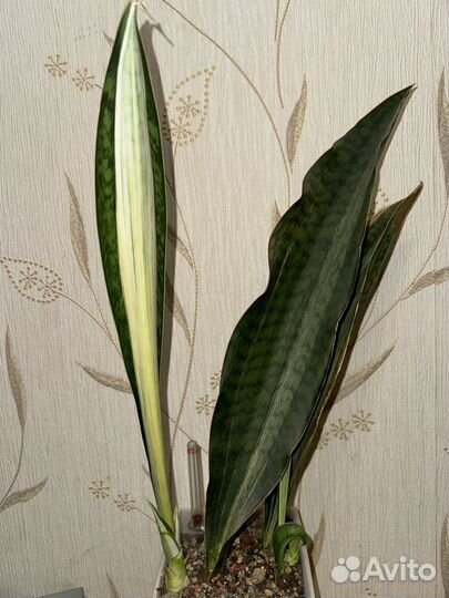 Бронь Сансевиерия бруда
