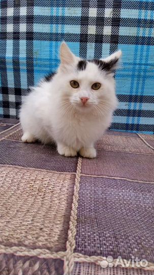 Котëнок Зефирка