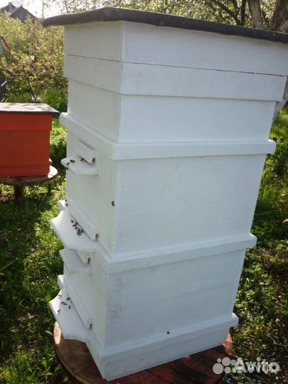 Пчелы карника, приокская, отводки, пчелопакеты