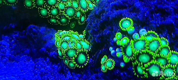 Живые кораллы, морской аквариум