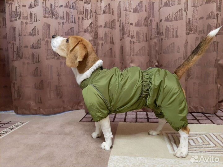 Комбинезон для собаки