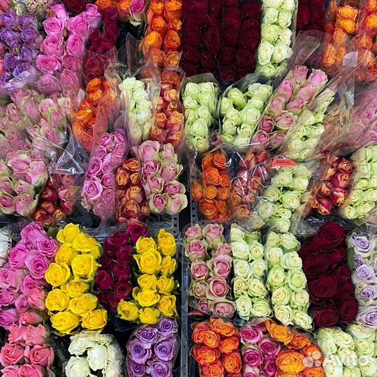 Роза Кения 10 шт