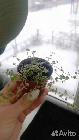 Солейролия