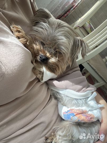 Йоркширский терьер