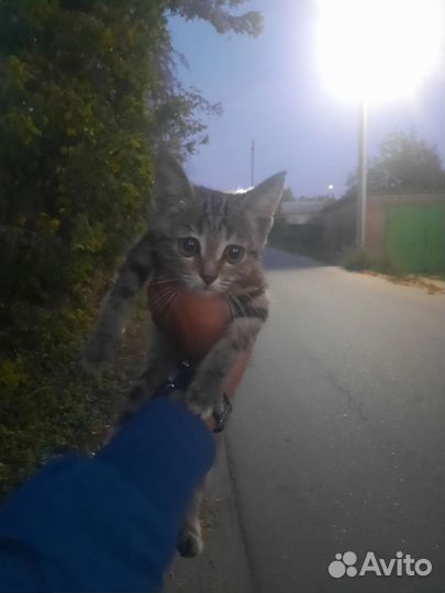 Кошка в дар