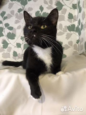 Лимбо 2,5 года