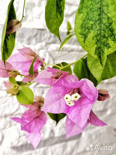 Сортовые бугенвиллии