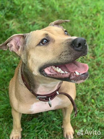 Собака Дора