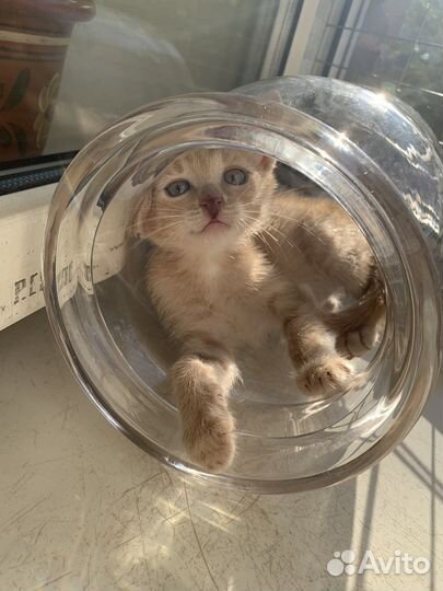 Котенок - лисенок Петечка