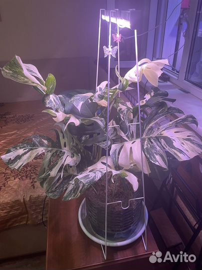 Монстера вариегатная