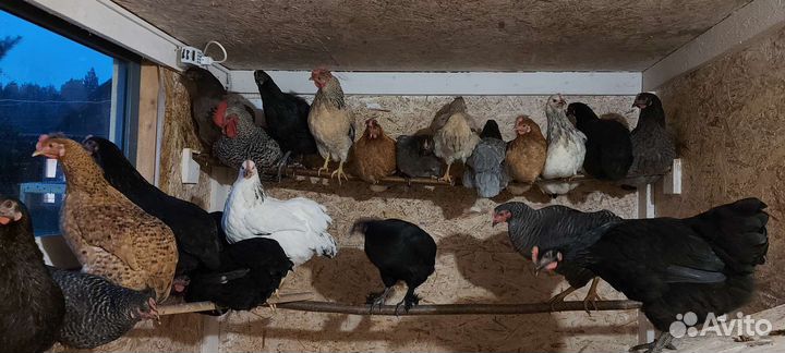 Домашние куриные яйца