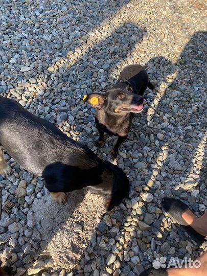 Маленькая собака в добрые руки