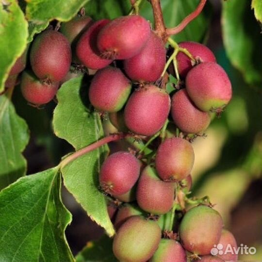 Актинидия Аргута Ананасная и мужской /Вейки