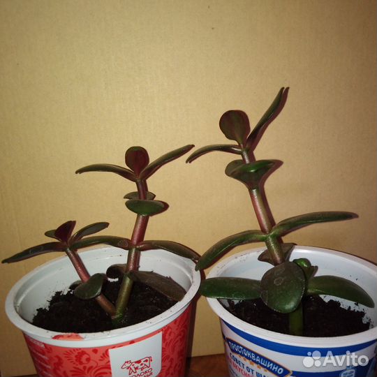 Толстянка (денежное дерево)