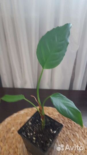 Аглаонема скромная
