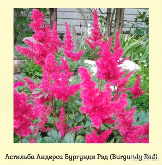 Астильба Цветы для сада