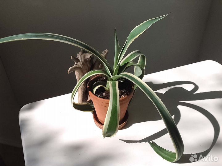Агава полосатая в керамическом горшке