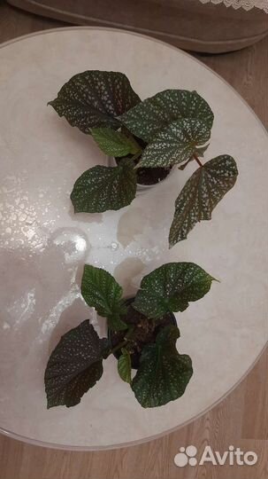 Бегония коралловая