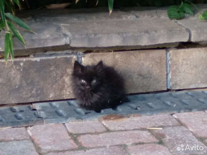 Котята в смокингах