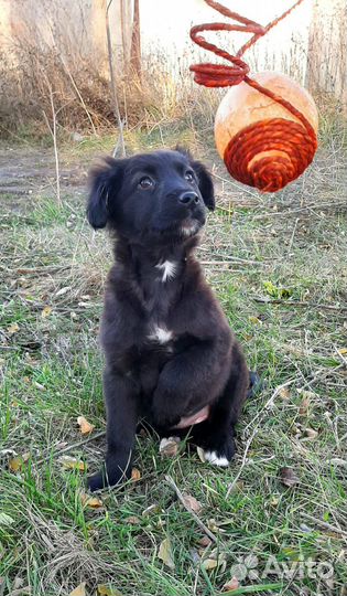 Красивые крупные щенки ищут дом