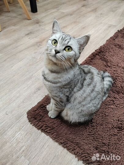 Британская кошка в дар