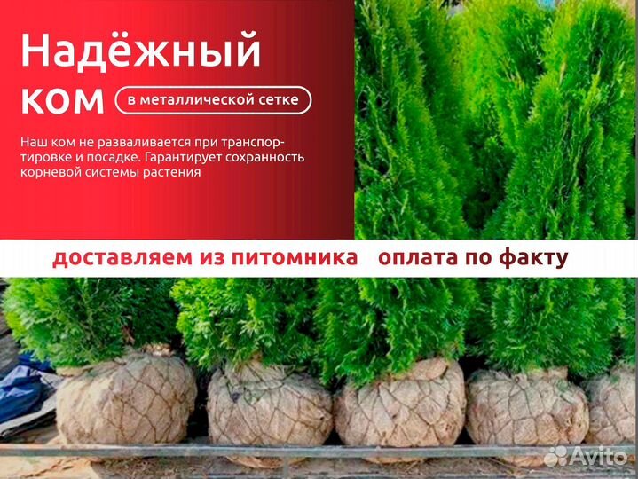 Туи из питомника