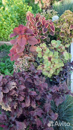 Колеусы вегетативные