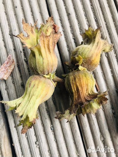 Фундук, инжир, гранат Саженцы