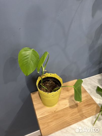 Монстера альба,аспарагус перистый, монстера