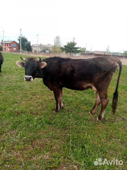 Корова Телка