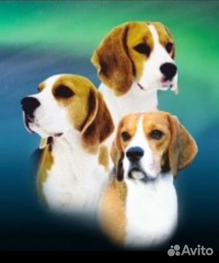 Щенки бигль