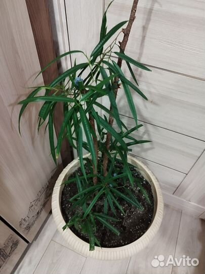 Фикус али большой