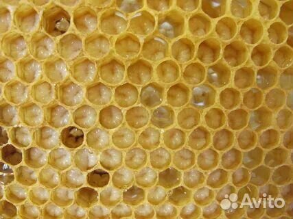 Трутневый гомогенат