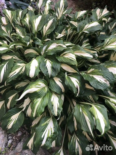 Многолетние садовые растения