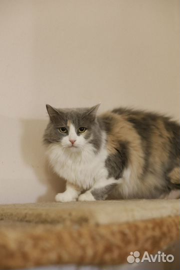 Пушистая красавица ищет дом (из приюта)