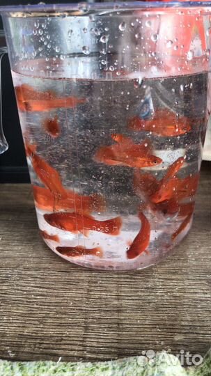 Продам аквариумных рыбок