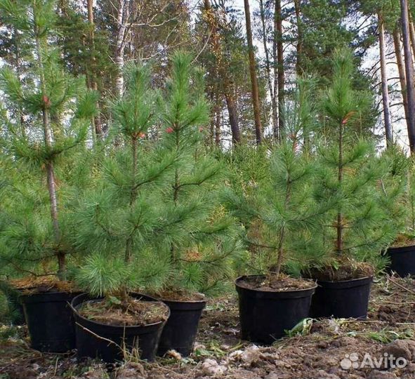 Кедр сибирский