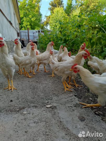 Петушки ломан браун