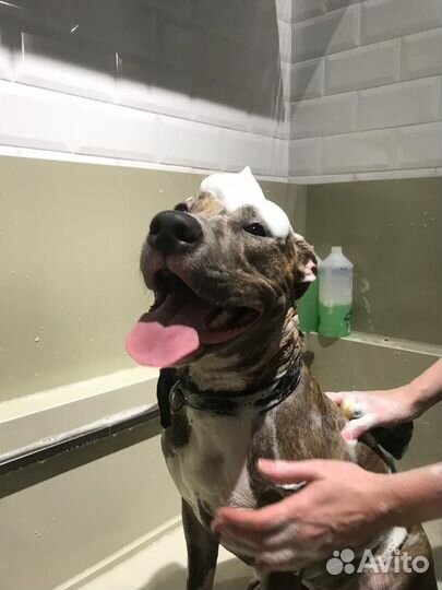 Стрижка собак и кошек с выездом на дом