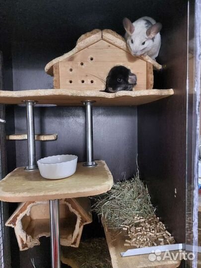 Витрина для шиншилл