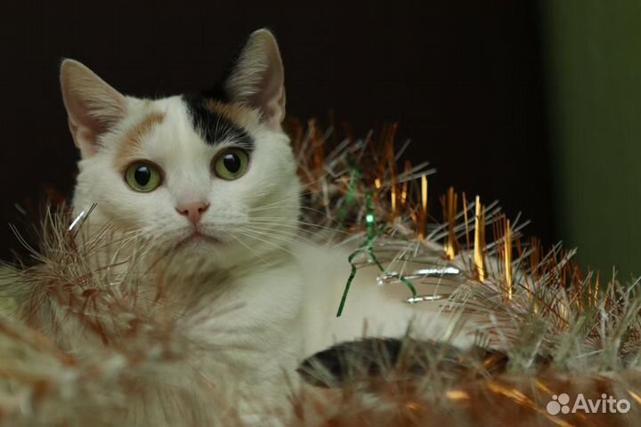 Белоснежная Кошечка в дар