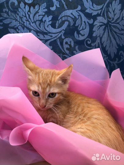Рыженькая кошечка,2.5 мес