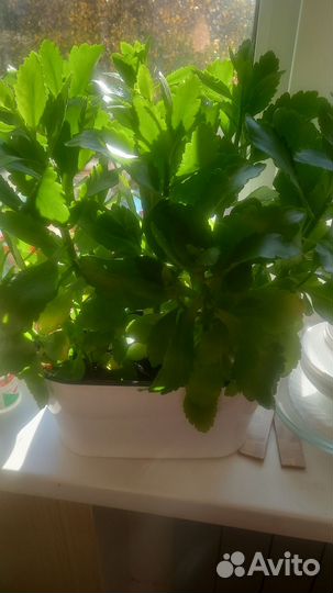 Колонхоэ розовая и глоксиния