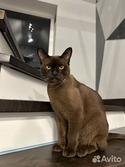 Приглашаем на вязку кошечку породы бурма