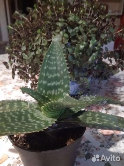 Алоэ вера крепкий,молодой