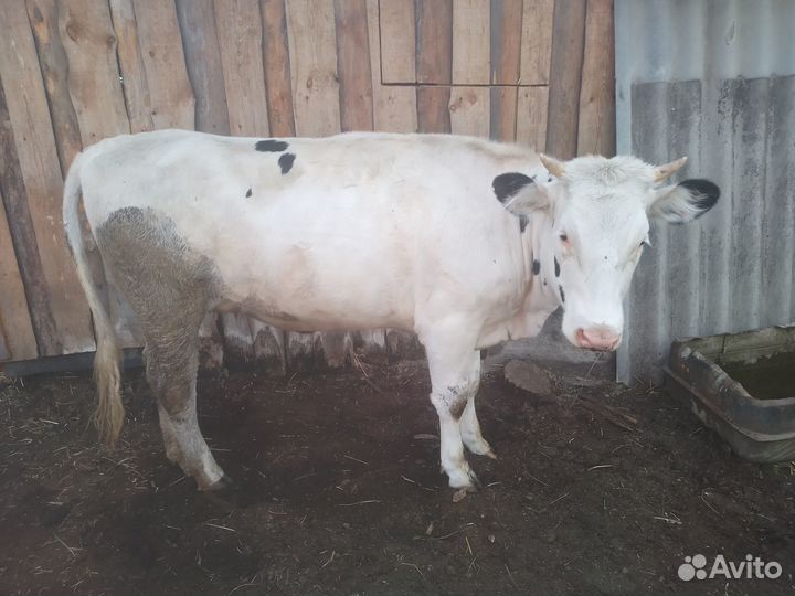 Продам телку